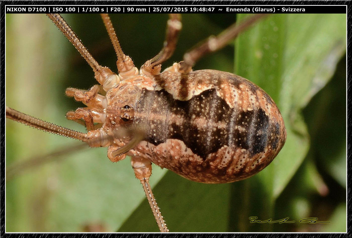 Phalangium opilio   - Ennenda (Svizzera)